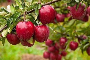 تصویر 3 از قیمت خرید سیب قرمز فرانسه صادراتی + فروش ویژه